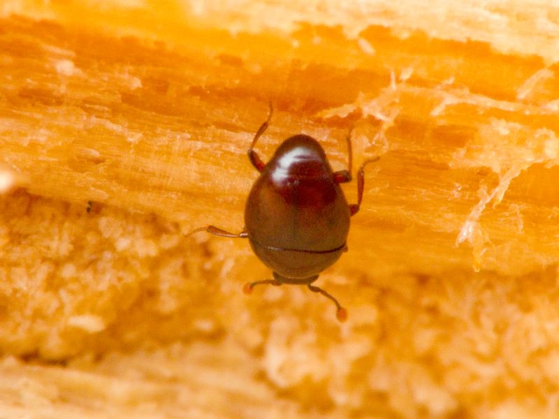 Acritus minutus (Herbst, 1791)